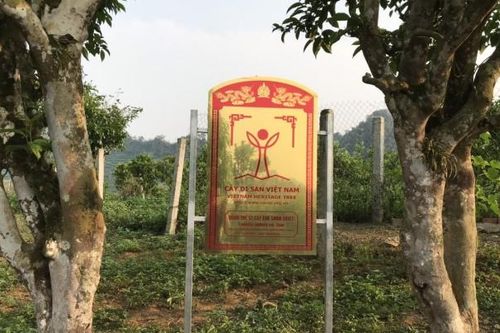 57 cây chè cổ Shan tuyết ở Mộc Châu là cây di sản Việt Nam