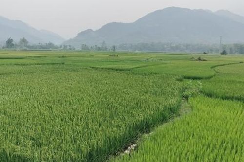 Thủy điện xả nhỏ giọt: Hàng trăm ha lúa khô hạn