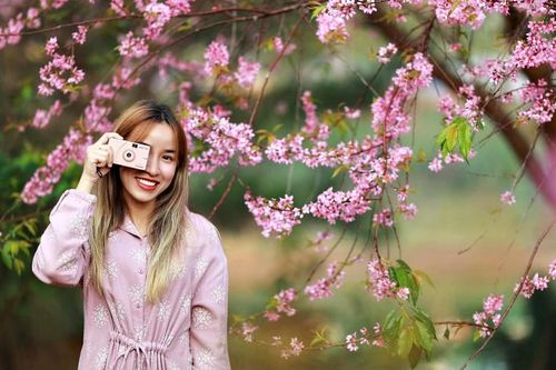 Lý giải hiện tượng chưa từng có ở Đà Lạt, mai anh đào bất ngờ nở rộ giữa tháng 4