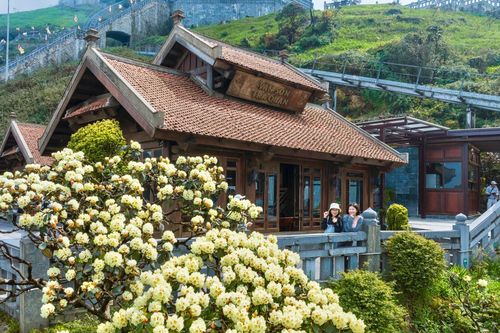 Rừng hoa đỗ quyên nở rực rỡ trên đỉnh Fansipan hút khách dịp lễ 30/4