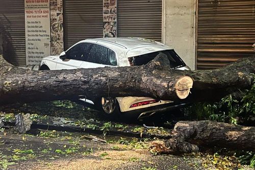 Giông lốc, mưa đá ở Hà Nội khiến nhiều cây xanh bật gốc
