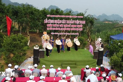Công nhận quần thể 57 cây chè cổ Shan tuyết ở Mộc Châu là Cây Di sản Việt Nam
