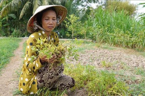 Nắng nóng gay gắt gây thiệt hại rau màu của nông dân
