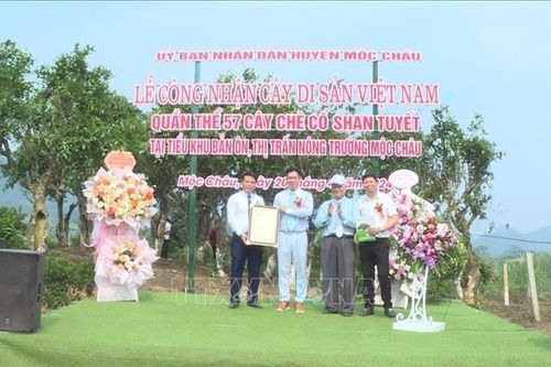 Công nhận quần thể 57 cây chè cổ Shan tuyết ở Mộc Châu là cây di sản Việt Nam
