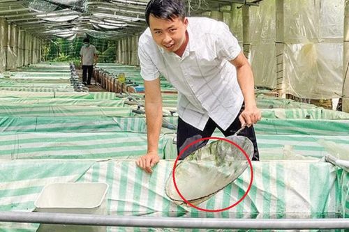 Anh nông dân bỏ túi 400 triệu đồng nhờ nuôi con 'bảy màu' mê ở dưới nước