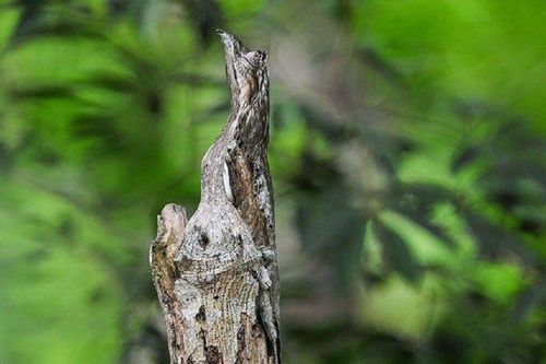 Loài chim 'xấu xí' bậc nhất thế giới, có khả năng ngụy trang tài tình