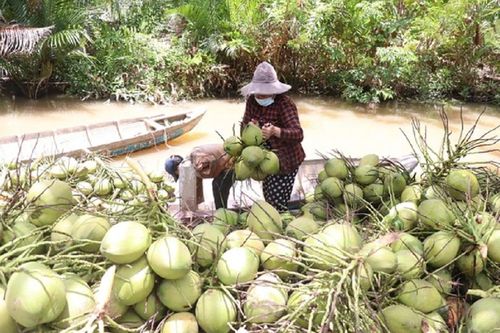 Dừa tăng giá mạnh, người trồng rất phấn khởi