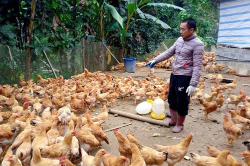 'Bỏ phố về quê' nuôi con 2 chân, chàng trai thu lãi 300 triệu đồng/năm