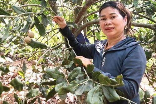 Hiệu quả bất ngờ với mô hình trồng xen canh mắc ca - cà phê