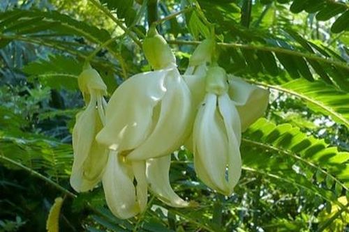 Ngọt nồng so đũa tình quê