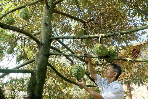 Hình thành vùng sản xuất lớn cho cây trồng chủ lực Đông Nam Bộ