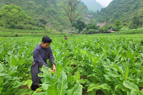 Hòa An thu hoạch thuốc lá nguyên liệu đạt trên 80% diện tích