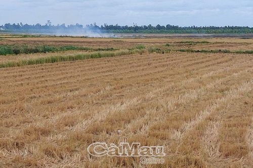 Chủ động vụ lúa hè thu