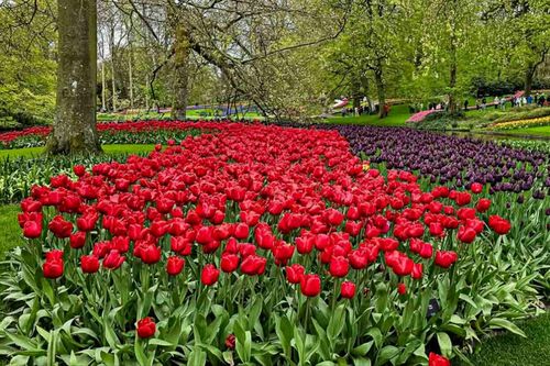 Ngắm tulip nở rộ tại vườn hoa lớn nhất thế giới
