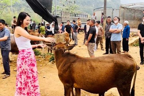 Độc đáo chợ trâu, bò trên non nước Cao Bằng