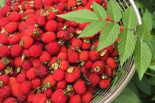 Quả mọc dại là siêu thực phẩm giá bán tới nửa triệu/kg, chế biến ngay kiểu này để giải nhiệt nắng nóng