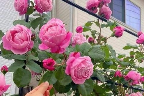 3 loại cây cảnh trồng ban công dễ chăm sóc, dù bạn không có 'mát tay' chăm cây