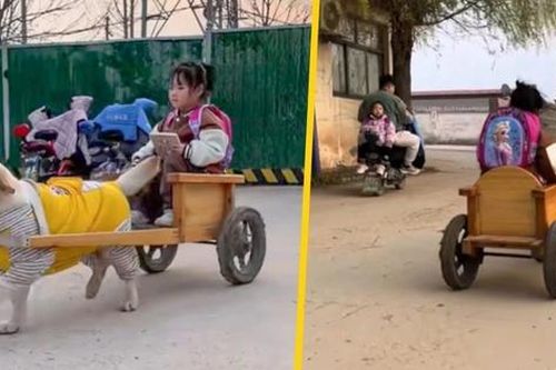Chú chó 'tài xế' gây sốt khi đón bé gái đi học về mỗi ngày