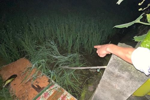 Dùng điện bẫy chuột ở ruộng lúa, cụ ông 81 tuổi bị giật tử vong