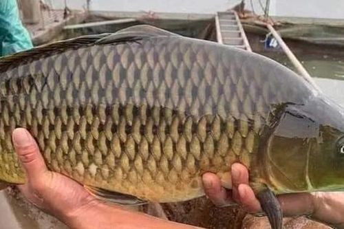 Thận trọng khi mua 'giải cứu' cá chép giòn giá 35.000 đồng/kg