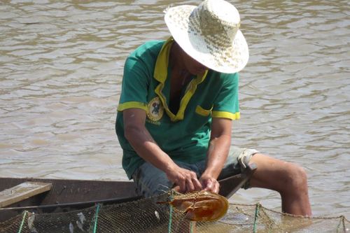 Mùa săn sam biển Gò Công