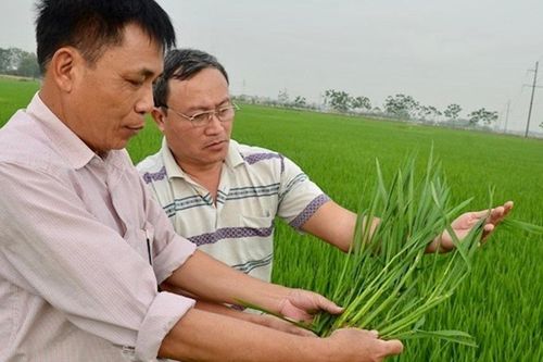 Hà Nội bước vào cao điểm phòng, chống sâu bệnh hại lúa