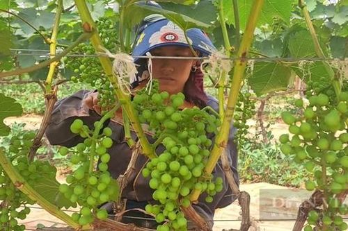 Trồng nho ở Sơn La sai trĩu quả, nông dân 'bỏ túi' bộn tiền