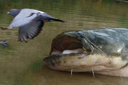 'Thủy quái' nuốt gọn chim bồ câu trong chớp mắt nhờ... bộ râu