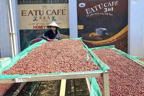 Động thái lạ của đơn vị chế biến khi giá cà phê tăng phi mã