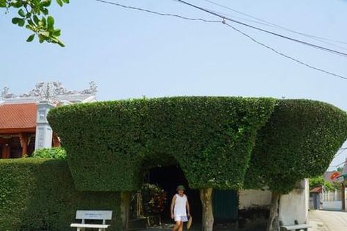 Cổng nhà, hàng rào đẹp mắt làm từ cây duối trên trăm tuổi