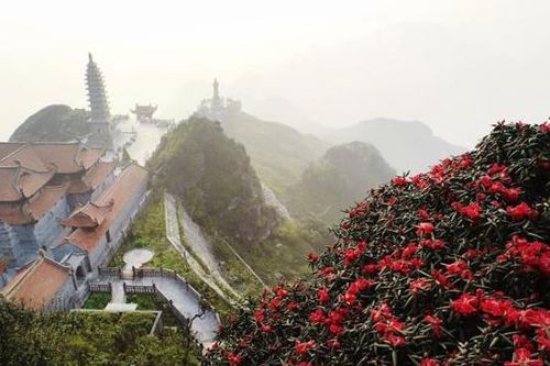 Tới Sa Pa khám phá 'vương quốc' hoa đỗ quyên trên dãy Hoàng Liên Sơn