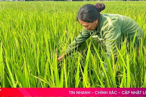 Lúa xuân trổ sớm, đề phòng bệnh đạo ôn cổ bông hoành hành!