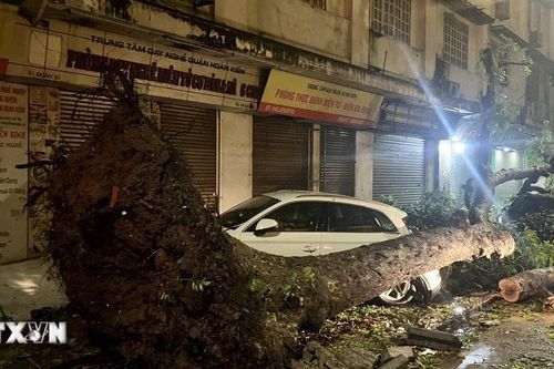 Cây cối gãy đổ la liệt do mưa lớn và gió giật mạnh ở Hà Nội