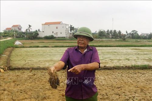 Lúa nhiễm mặn, người dân lo lắng kế sinh nhai