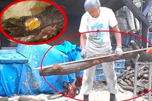 Cắt lát khúc gỗ 'lạ', người đàn ông sốc với báu vật trăm tỷ bên trong