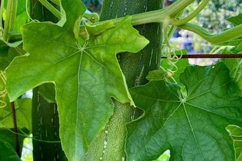 Một thứ trên cây mướp là thuốc quý cho gan, mắt và da nhưng ít người biết