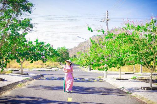 Nỗi nhớ bằng lăng