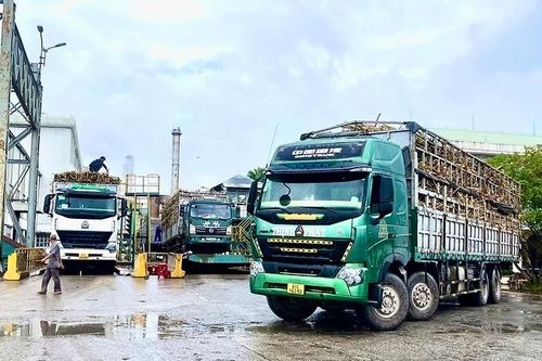 Đẩy nhanh tiến độ thu hoạch và tiêu thụ diện tích mía còn lại trước ngày 10-5
