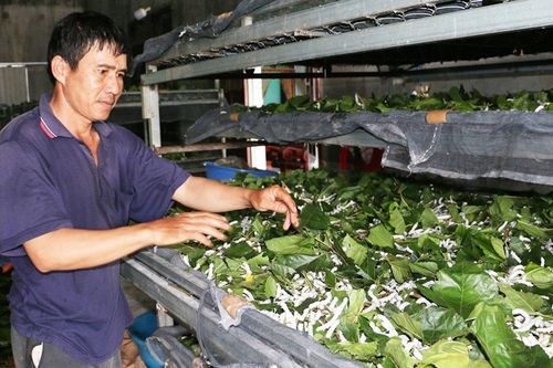 Nói chuyện con tằm