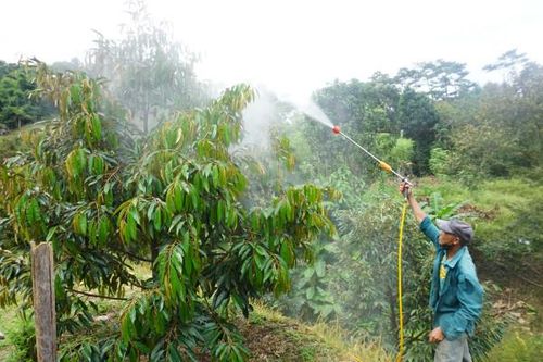 Khánh Sơn: Nắng hạn ảnh hưởng lớn đến sầu riêng