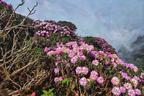 Mùa hoa đỗ quyên trên đỉnh Hoàng Liên