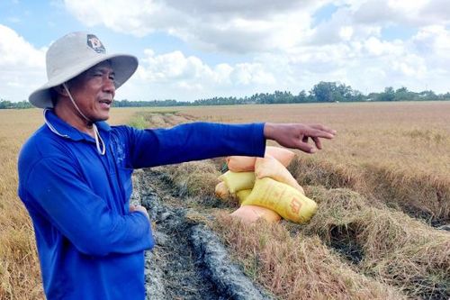 Nông dân Sóc Trăng: 'Nhìn bụi bay mù là biết lúa thất thu rồi!'