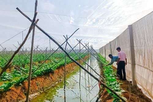 Linh hoạt sản xuất mùa hạn