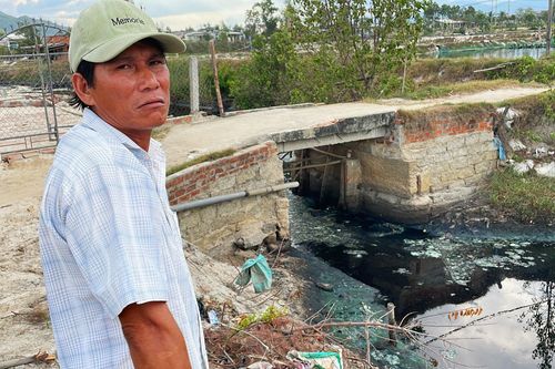 Bình Định: Sơ chế mực xà 'nhuộm đen' dòng nước, dân vật vã ngửi mùi thum thủm