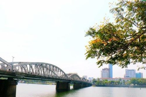 Mê mẩn sắc hoa điệp vàng khoe sắc khắp phố phường xứ Huế