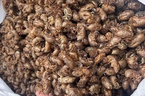 Cẩn trọng với trào lưu thu mua xác ve sầu giá vài triệu/kg