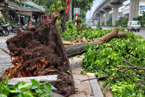 Hà Nội: Gần 1.000 cây xanh gãy, đổ do trận giông lốc kinh hoàng tối 20-4