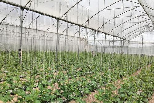 Thúc đẩy nông nghiệp xanh