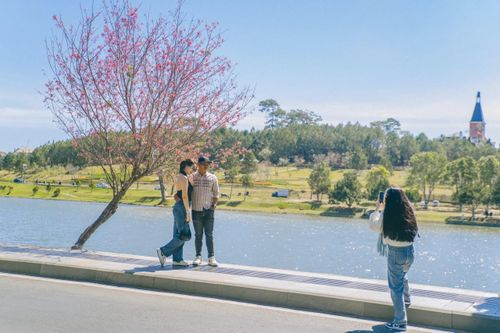 Xử phạt 2 thanh niên đưa chó chiếm cây mai anh đào Đà Lạt