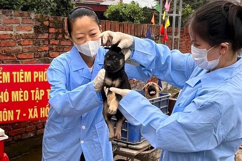 Huyện Sóc Sơn đã khống chế ổ dịch bệnh dại thứ 3 từ đầu năm 2024